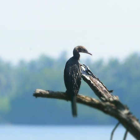 Sethra Villa Бентота Екстер'єр фото